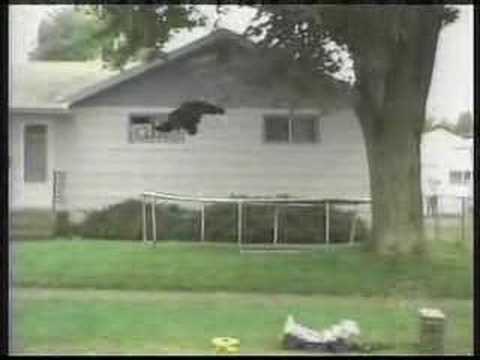 Bear Trampoline