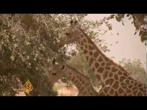 Giraffes stage a comeback in West Africa