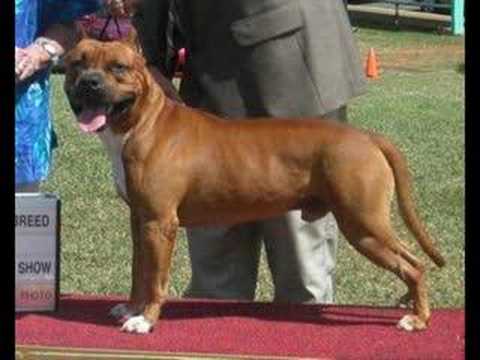 American staffordshire terrier