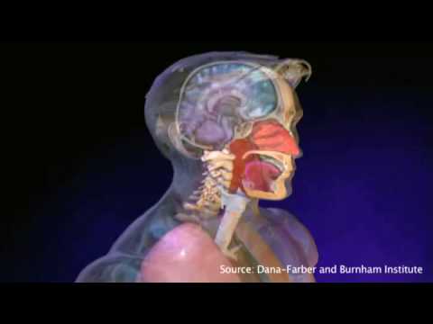 How human monoclonal antibodies neutralize the flu virus | Dana-Farber Cancer Institute