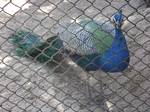 Indian Peafowl at Children's Park. Guindy Snake Park, formerly the location of Madras Crocodile Bank Trust, is next to the Guindy National Park.