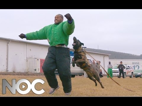 UFC Fighter Jon Bones Jones vs Attack Dog: Ice Bucket