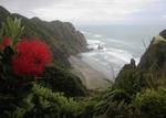 Mercer Bay, on Auckland's west coast, viewed from the Hillary Trail. Pohutukawa flower in left foreground. Surf betrays the Manukau Bar in the distance.