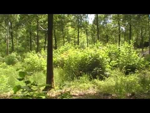 Monkwood Nature Reserve Near Sinton Green, Worcestershire 14th June 2009 Part 1 of 2