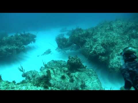 Spearfishing Hogfish in the Bahamas HD