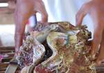 A man trying to pry open a giant clam - Philippines