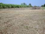 Agricultural farm land-India.