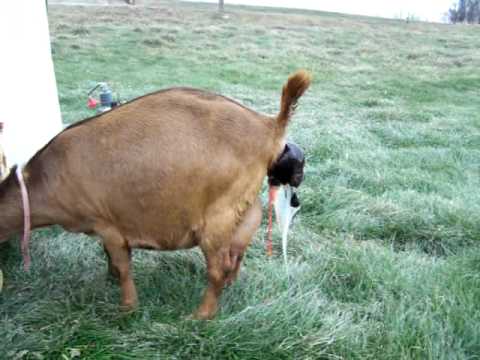 Boer goat giving birth to twins