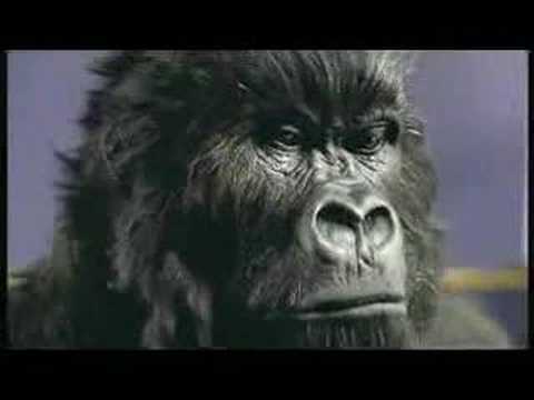 cadburys gorilla plays nirvana