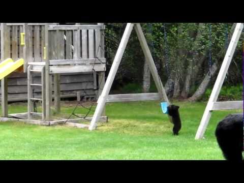 Baby Bear Cubs Play in Whistler, BC.