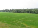 A typical paddy field in Kerala