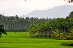 Paddy fields of Kerala in Sultan Bathery