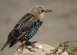 A juvenile European Starling (also known as Common Starling or just Starling, Sturnus vulgaris). It is part of a large flock of mixed blackbirds/Starlings at Crissy Field in San Francisco, California, USA.