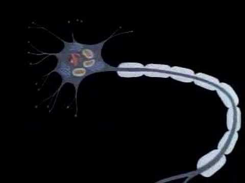 The Human Body: Nervous System (2nd Ed., Rev.) (clip)