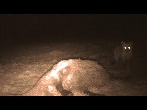 Fieldsports Britain - British big cats and a stolen gundog reunited with its owner