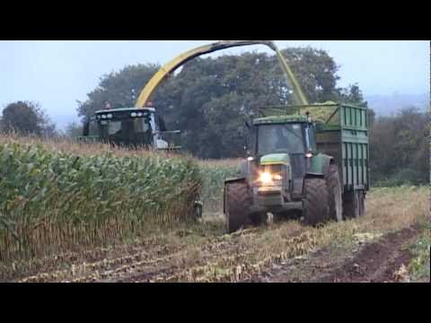 Maize Harvesting 