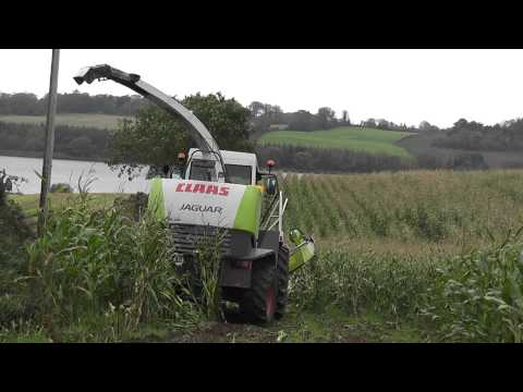 Sticky maize harvest