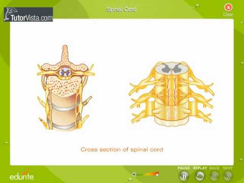 Spinal Cord