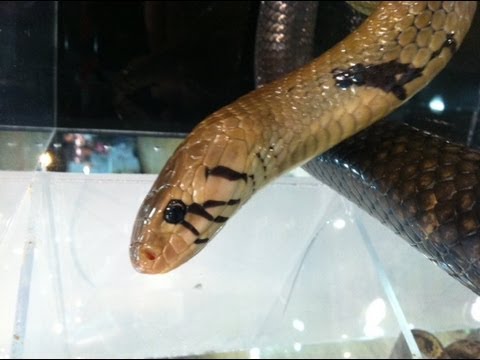 Snake Bytes TV - Snakes Be Breeding : SnakeBytesTV