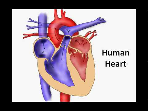 The Human Heart