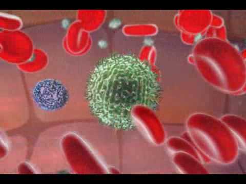 Immune System - Natural Killer Cell