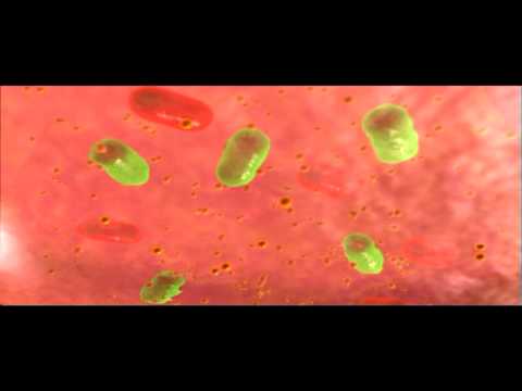 Introduction to how the immune system works | Biology | Anatomy | Immunology