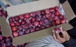 kashmir Fruit growers are busy in bearing fruits of their produce they are seen packing fruit for export to other parts of the country at Pulwama in south kashmir 30 kms from Srinagar on 25, July 2012.