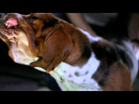 Basset Hound in Slow Motion [Phantom HD]