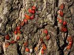 Adults and nymphs (wingless) of the Fire Bug, Pyrrhocoris apter us.