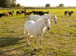 Horses and cattle in the Camargue is home to more than 400 species of birds; its brine ponds provide one of the few European habitats for the greater flamingo.