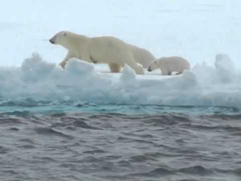 Baby polar bears climbing out, with a helping hand from Mum