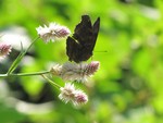 A butterfly sitting on the wildflower - nature