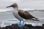 24 Sula nebouxii -Santa Cruz, Galapagos Islands, Ecuador-8 (1) uploaded by File Upload Bot (Magnus Manske), nominated by David C. S.