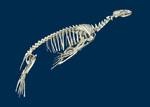 California Sea Lion, skeleton, length about 2 m; Staatliches Museum für Naturkunde Karlsruhe, Germany.