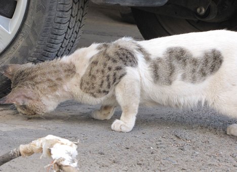 a cat catching a food below the tire - domestic animal - pet