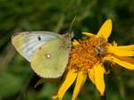 Der Alpen-Gelbling oder Grünliche Heufalter (Colias phicomone) ist ein, auf das europäische Hochgebirge beschränkter, Schmetterling aus der Familie der Weißlinge (Pieridae) in der Unterfamilie der Gelblinge