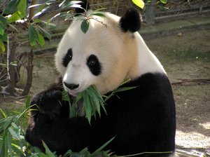 Panda San Diego 2006