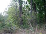 Dense forest at Jim corbett National park-reserve for Tiger-India.