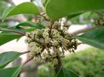 Ilex rotunda is a genus belonging to the family Aquifoliaceae, native of Afro-Eurasia, Australia and the Americas, established by Carl Linnaeus.