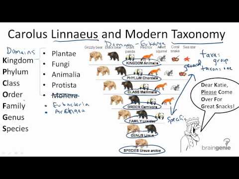 13.1.2 Carolus Linnaeus and Modern Taxonomy