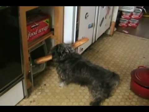 Dog Steals a Baguette and Tries to Get It Into Her Kennel (Original)