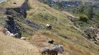 Battir village terrace agriculture 