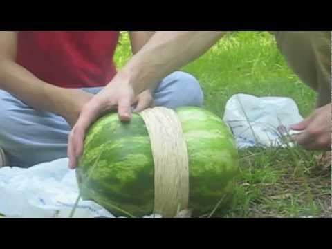 Rubber Bands vs. Watermelon