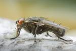 A male Sarcophaga sp. fly, of the Diptera family Sarcophagidae (from the Greek sarco- = flesh, phage = eating; the same roots as the word 