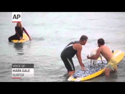 Calif. Man Takes His Pet Goats Surfing