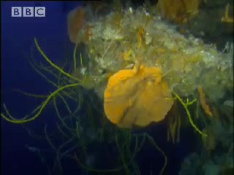 The wonderful world of the sea sponges- The Abyss- BBc Wildlife