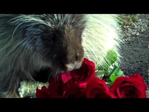 Teddy Bear, the porcupine, loves Valentine's Day treats