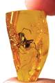 Baltic amber inclusions - Ant - About 7 mm long