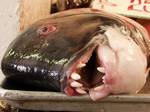 A California Sheephead at Ensenada´s fishmarket (Mercado Negro), Baja California, México. The California Sheephead (Semicossyphus pulcher) is characterized by its wrasse-like shape, and three different color patterns for juveniles, adult males, and adult females.