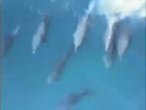 Surfing Dolphins @ Jeffreys Bay- BBC Dolphins: Deep Thinkers